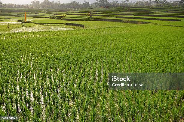 Terrazza In Asia - Fotografie stock e altre immagini di Agricoltura - Agricoltura, Ambientazione esterna, Attrezzatura per l'irrigazione