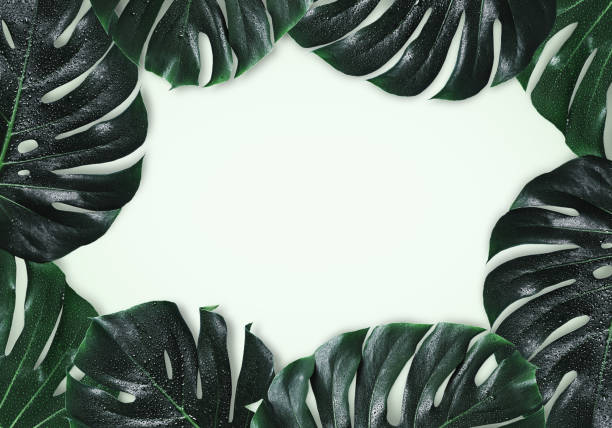 istock Natural  background with a monster leaves frame 984710494