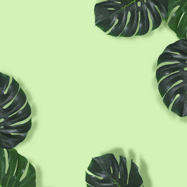 istock Natural green background with a monster leaves frame 984710518
