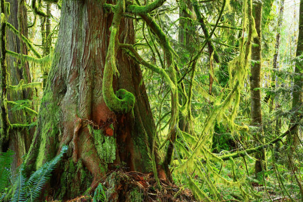 istock Pacific Northwest forest and Western red cedar trees 984724824