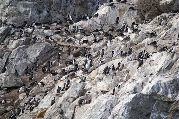 istock Imperial shags in Beagle Channel, Argentina 984729040