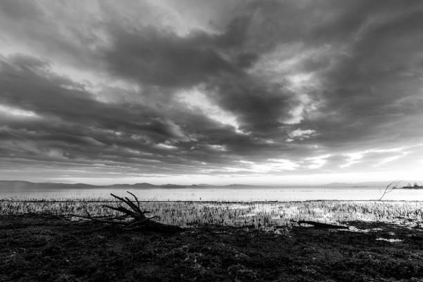 istock Moody lake shore at sunset, with sun light reflecting on water, and skeletal, fallen trees 984729504