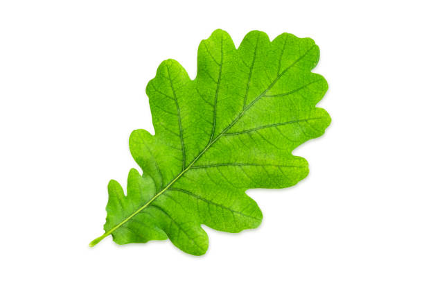 hoja verde de roble común sobre un fondo blanco - english oak fotografías e imágenes de stock