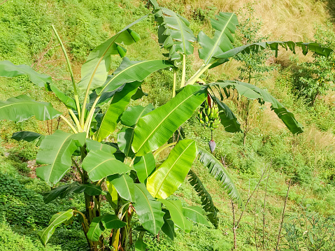 Wild banana plant with fruits growing on a mountain slope in Nepal