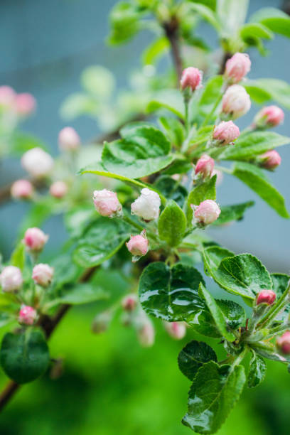 istock Blooming apple tree in the garden. 984738484
