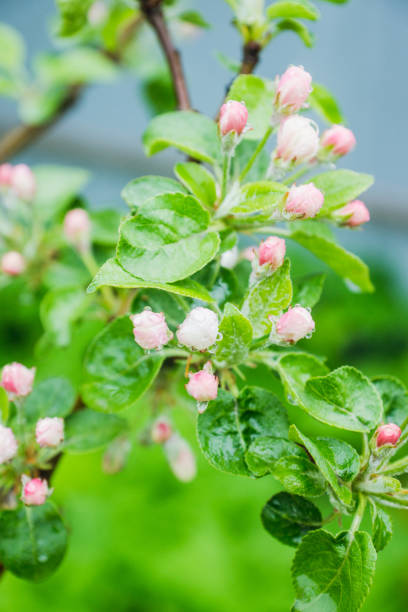 istock Blooming apple tree in the garden. 984738502