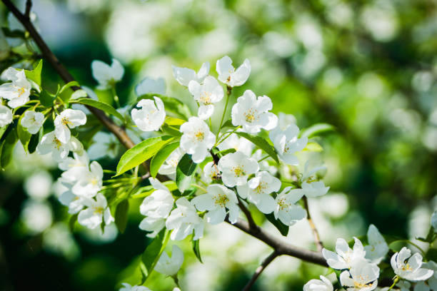 istock Blooming apple tree in the garden. 984738544