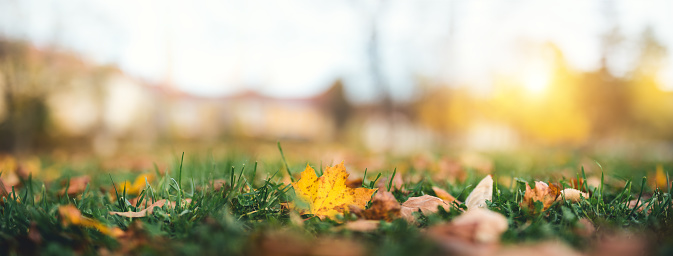 Autumn leaves lying on the ground in park.