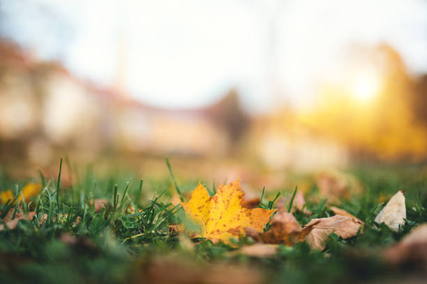 istock Autumn Leaves In Park 984739002