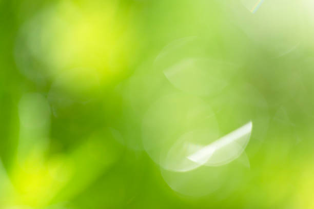 Abstract defocused folliage green background Abstract defocused folliage green background folliage stock pictures, royalty-free photos & images