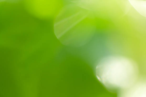 istock Abstract defocused folliage green background 984752796