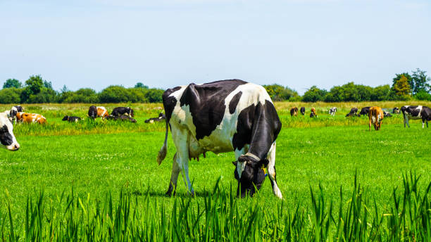 istock Cows in a vibrant lush green field in Holland 984753864