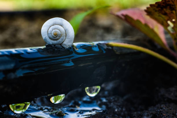 Drip irrigation close-up and snail