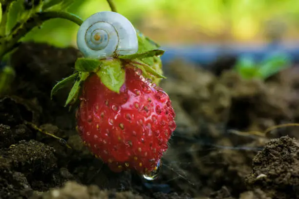 Photo of strawberries growing on a bed with a snail, an environmentally friendly product