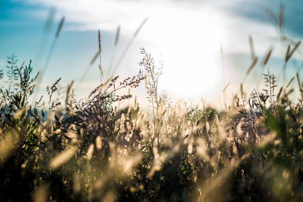 istock golden evening on the meadow wheat field rural summer backgrounds 984754384