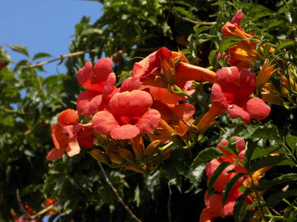 istock Single color mediterranean flowers 984754450