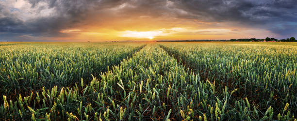 istock Landscape with wheat field, agriculture - panorama 984757746