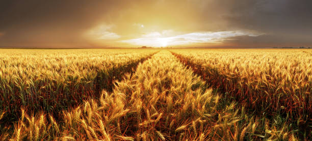 istock Panorama of wheat field at sunset 984757906