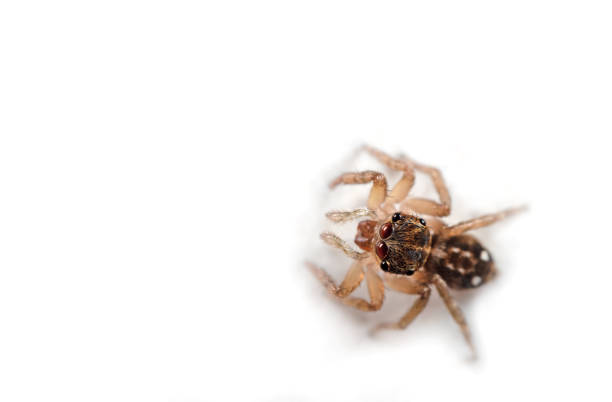 istock Macro Photo of Jumping Spider Isolated on White Background with Space 984758402