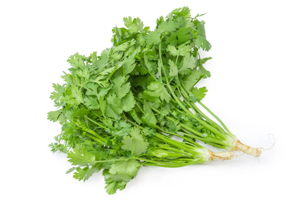 istock Two young coriander with stalks, leaves and roots 984762790