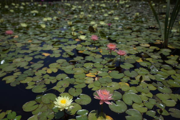 istock multi-colored water lilies tropical swimming in a pond in summer 984763520