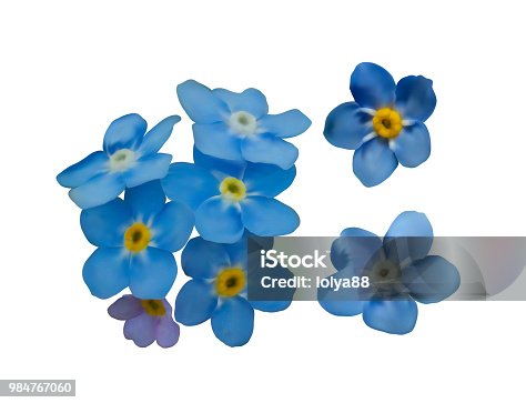 istock Blue forget me not spring flowers. Decorative elements vector set 984767060