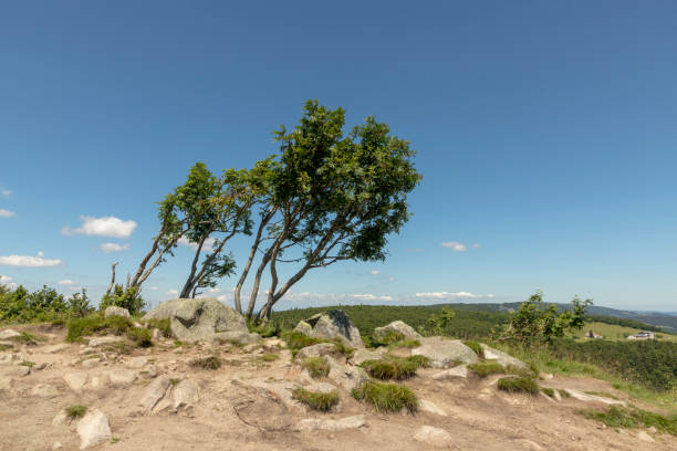 sommet le hoheneck à haute du crète en alsace en france - stosswihr photos et images de collection