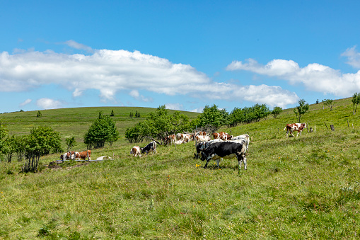 black and brown cows grazing at the highland meadow at the top of the alsacien mountains