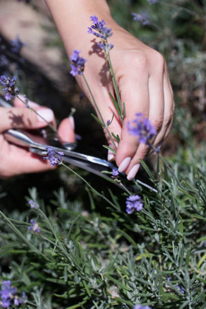 Woman cuts the lavender scissors. Woman cuts a lavender bouquet with garden scissors. Pruning a lavender in the garden Woman cuts the lavender scissors. Woman cuts a lavender bouquet with garden scissors. Pruning a lavender in the garden cusp stock pictures, royalty-free photos & images