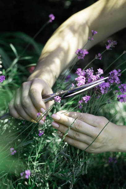 Woman cuts the lavender scissors. Woman cuts a lavender bouquet with garden scissors. Pruning a lavender in the garden Woman cuts the lavender scissors. Woman cuts a lavender bouquet with garden scissors. Pruning a lavender in the garden cusp stock pictures, royalty-free photos & images