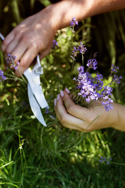 Woman cuts the lavender scissors. Woman cuts a lavender bouquet with garden scissors. Pruning a lavender in the garden Woman cuts the lavender scissors. Woman cuts a lavender bouquet with garden scissors. Pruning a lavender in the garden cusp stock pictures, royalty-free photos & images