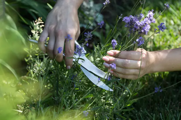 Photo of Woman cuts the lavender scissors. Woman cuts a lavender bouquet with garden scissors. Pruning a lavender in the garden