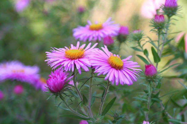 istock Aster Frikartii flowers 984775416
