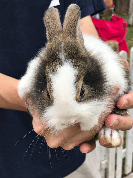istock A cute little rabbit in his hands. 984780632