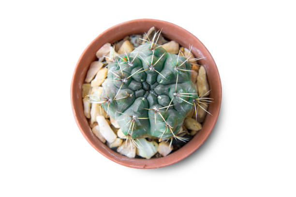 istock Cactus isolated on white background. Minimal style for cactus trendy. 984781140
