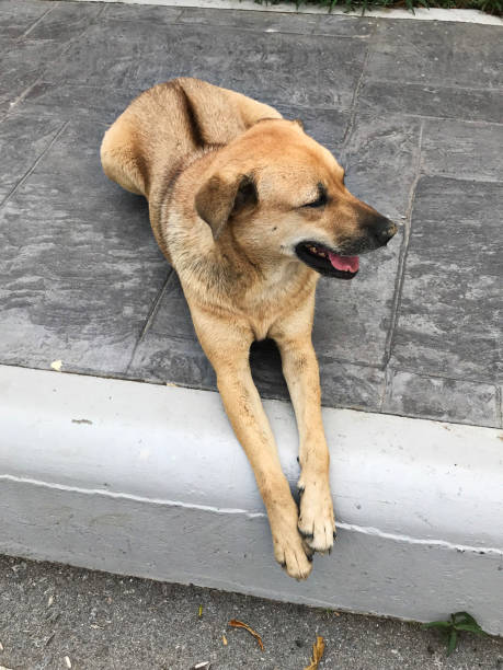 istock A ridgeback dog is sitting on the ground. 984781182