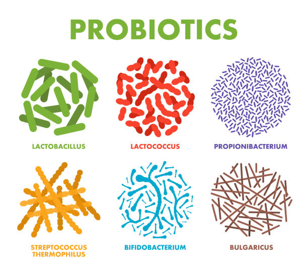 ilustraciones, imágenes clip art, dibujos animados e iconos de stock de probióticos. buenas bacterias y microorganismos para la salud humana. microscópicos probióticos, flora bacteriana buena - mrsa bacterium streptococcus staphylococcus