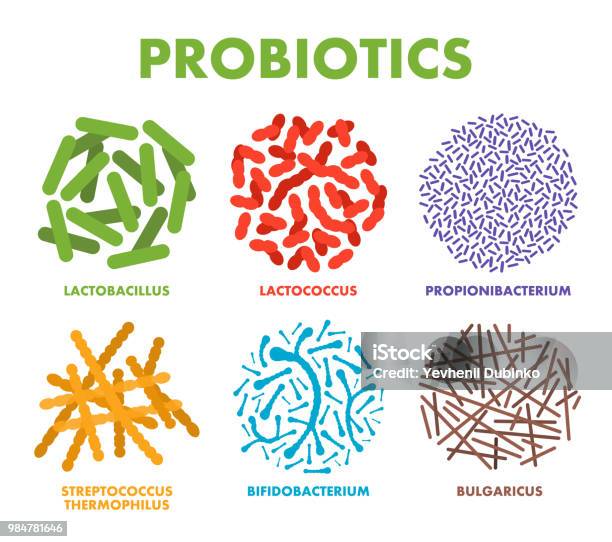Probiotics Good Bacteria And Microorganisms For Human Health Microscopic Probiotics Good Bacterial Flora Stock Illustration - Download Image Now