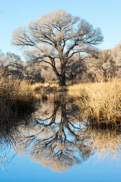I was on a nature walk near the San Pedro when I saw this amazing tree next to a hidden lake. I immediately set out to compose this reflection shot from the other side of the lake.
