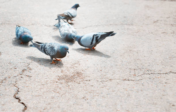 Close-up photo of the pigeons on a London street Close-up photo of the pigeons on a London street small group of animals stock pictures, royalty-free photos & images