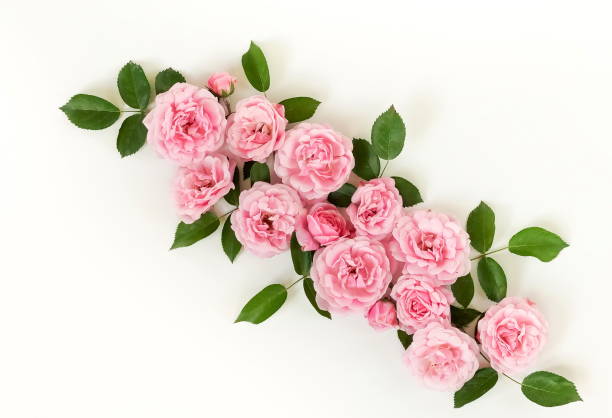 istock Flowers background. Beautiful pale pink roses frame on white background. Top view. Copy space. Flat lay. 984786134
