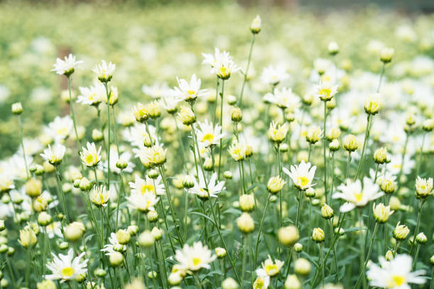 white florist in harvest season