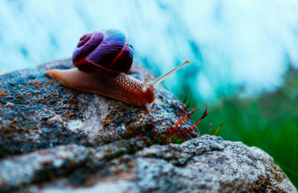istock One snail on the natural background, macro view.  Big beautiful helix with spiral shell. 984798396