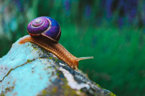 istock One snail on the natural background, macro view.  Big beautiful helix with spiral shell. 984798552