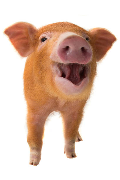 istock smile pig  distorted by a wide-angle close-up 984802430