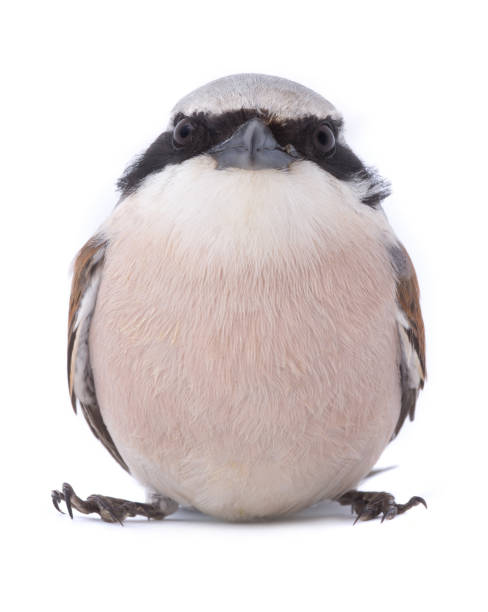 Red-backed Shrike (Lanius collurio) distorted by a wide-angle close-up Red-backed Shrike (Lanius collurio) distorted by a wide-angle close-up, isolated on a white background  in studio shot lanius schach stock pictures, royalty-free photos & images