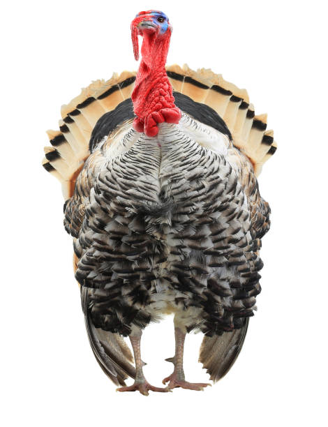 istock turkey with an open tail distortion, distorted by a wide-angle close-up 984802938