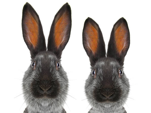 istock portrait male and female rabbit  distorted by a wide-angle close-up 984803056