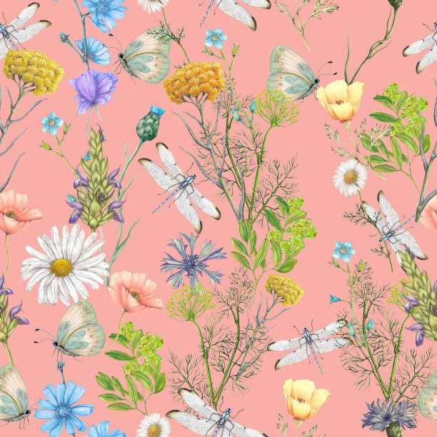 ilustrações, clipart, desenhos animados e ícones de sem costura padrão botânica - uncultivated flower chicory cornflower