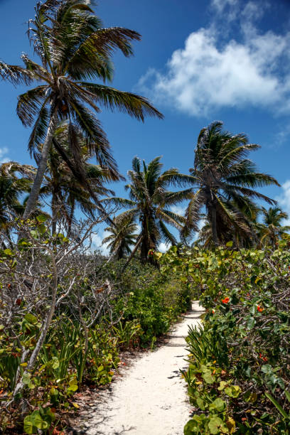 Walking path from white sand between palm trees Walking path from white sand between palm trees against blue sky with clouds contoy island stock pictures, royalty-free photos & images